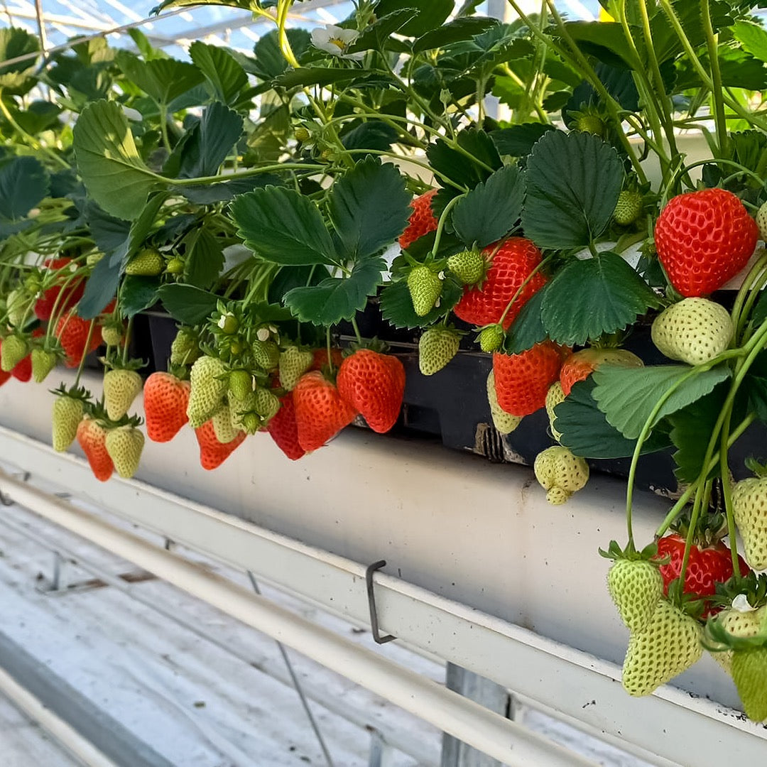 verse aardbeien in kas rechtstreeks van Nederlandse teler