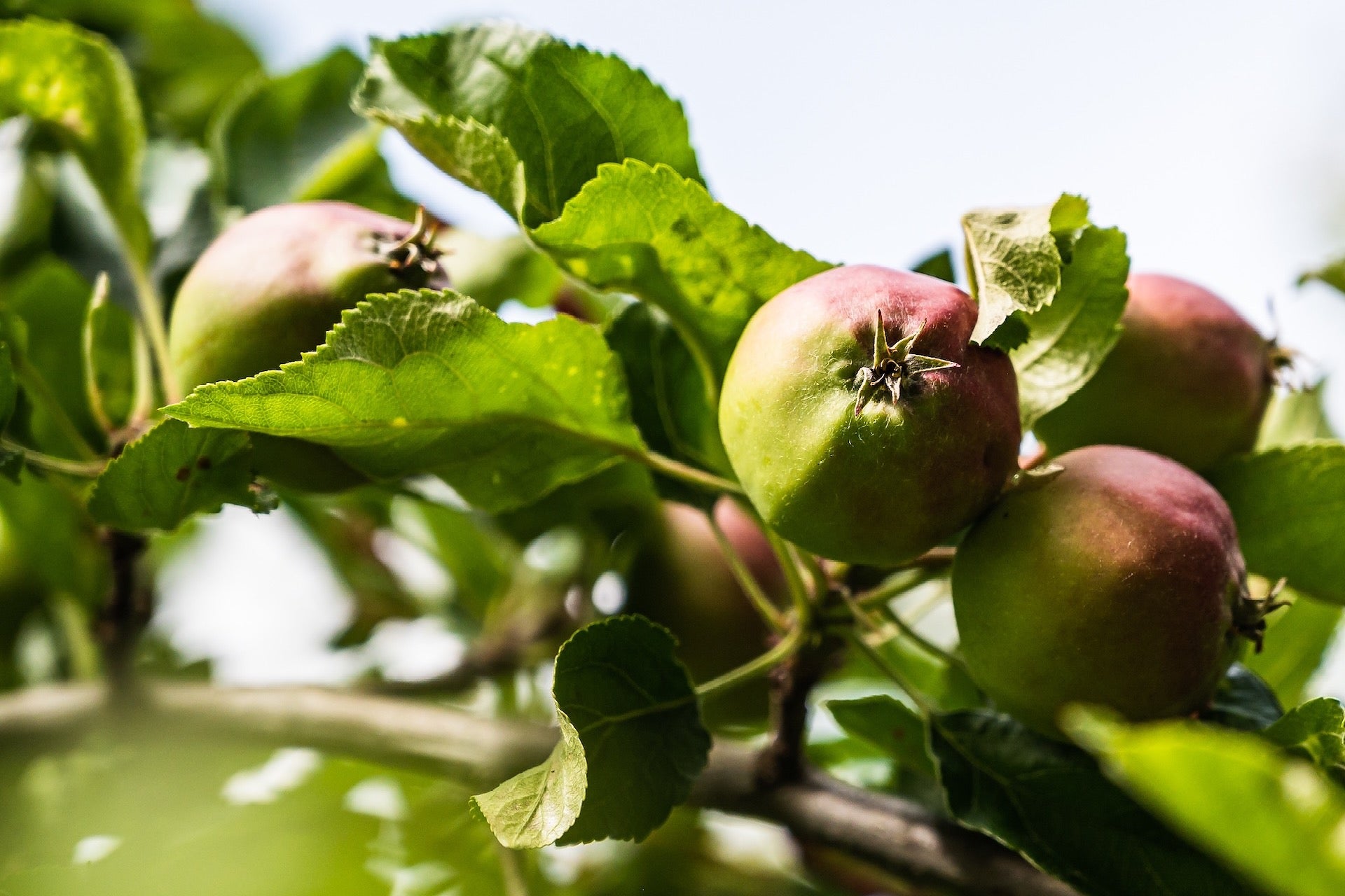 ingezoomde foto van appels in boomgaard Betuwe 
